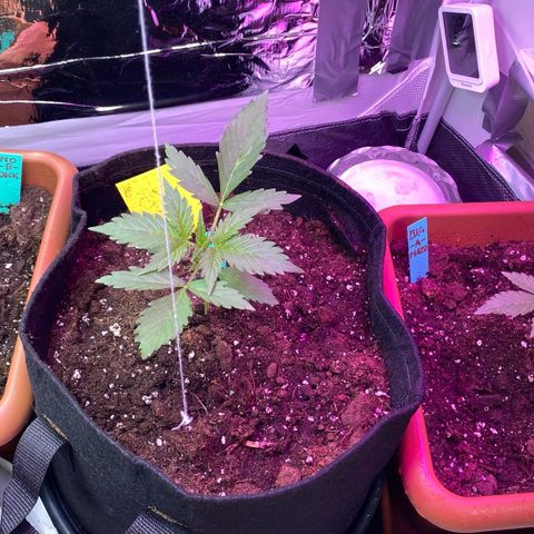 Critical Mass (Advanced Seeds)  growlog photo: Adjusted the height difference on both sides light distance is no +30cm 