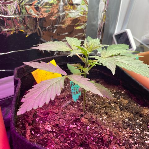 Critical Mass (Advanced Seeds)  growlog timeline photo