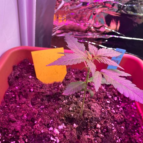 Critical Mass (Advanced Seeds)  growlog timeline photo