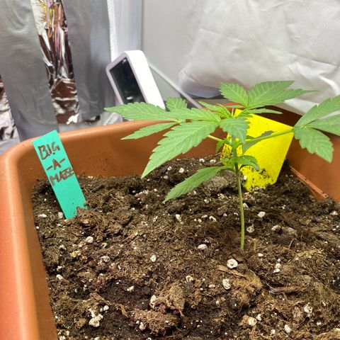 Critical Mass (Advanced Seeds)  growlog timeline photo