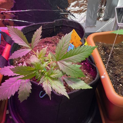 Critical Mass (Advanced Seeds)  growlog photo: Distance +30cm