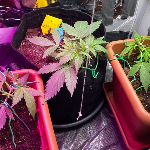 Critical Mass (Advanced Seeds)  growlog photo: Distance +30cm