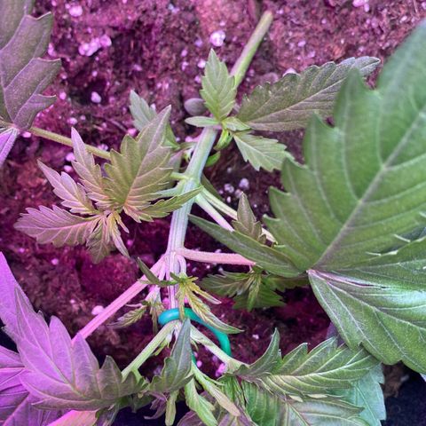 Critical Mass (Advanced Seeds)  growlog photo: Distance +30cm