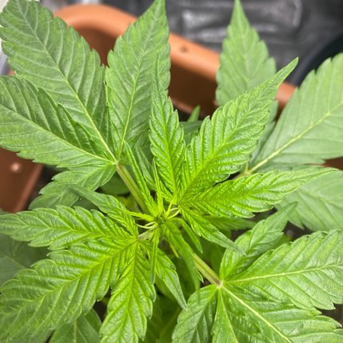 Critical Mass (Advanced Seeds)  growlog photo: Mo-B 