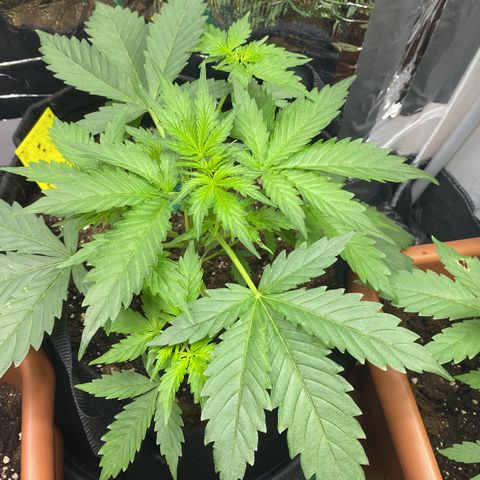 Critical Mass (Advanced Seeds)  growlog photo:  