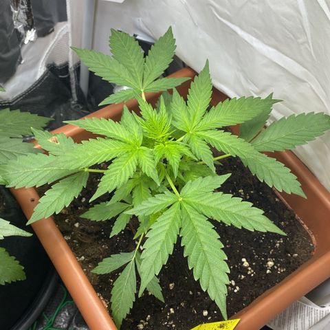 Critical Mass (Advanced Seeds)  growlog photo:  