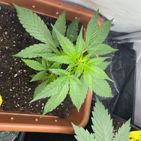 Critical Mass (Advanced Seeds)  growlog photo:  