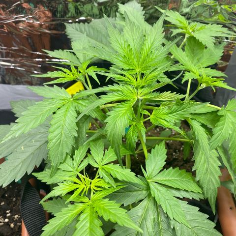 Critical Mass (Advanced Seeds)  growlog photo: Leaf-tucking für PAC 
1 day after fertilizing 2,5 ml/L 
Will up the dosage to 3,5 ml/L 