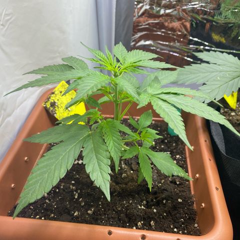 Critical Mass (Advanced Seeds)  growlog photo: Leaf-tucking für PAC 
1 day after fertilizing 2,5 ml/L 
Will up the dosage to 3,5 ml/L 