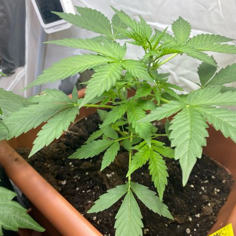 Critical Mass (Advanced Seeds)  growlog photo: Leaf-tucking für PAC 
1 day after fertilizing 2,5 ml/L 
Will up the dosage to 3,5 ml/L 