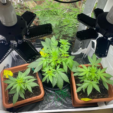 Critical Mass (Advanced Seeds)  growlog photo: Leaf-tucking für PAC 
1 day after fertilizing 2,5 ml/L 
Will up the dosage to 3,5 ml/L 