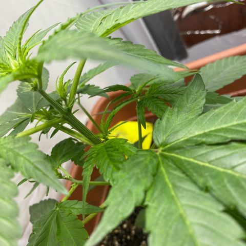 Critical Mass (Advanced Seeds)  growlog timeline photo