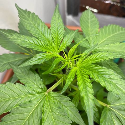 Critical Mass (Advanced Seeds)  growlog timeline photo