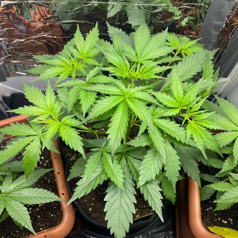 Critical Mass (Advanced Seeds)  growlog timeline photo