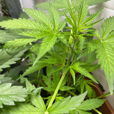 Critical Mass (Advanced Seeds)  growlog photo: Start of flower /preflower
Problem: 1 light burnt out 
Gains: 14:00-20:00 natural Sunlight 
Temps(in Sunlight): ~27-31 C
 Fertilizer change: Plagron Terra Bloom 50% = at 2.5ml/L 