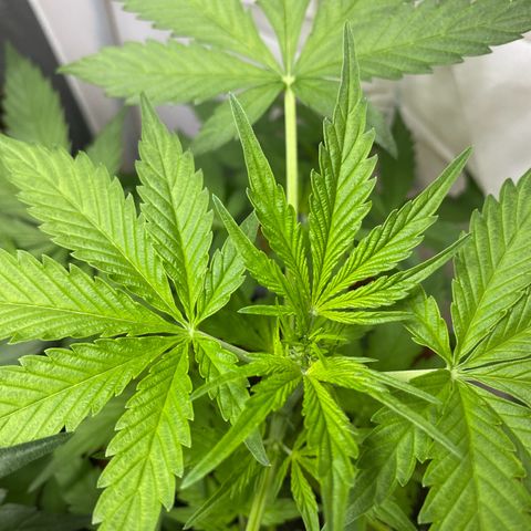 Critical Mass (Advanced Seeds)  growlog photo: Start of flower /preflower
Problem: 1 light burnt out 
Gains: 14:00-20:00 natural Sunlight 
Temps(in Sunlight): ~27-31 C
 Fertilizer change: Plagron Terra Bloom 50% = at 2.5ml/L 