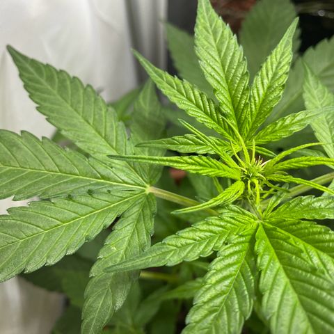 Critical Mass (Advanced Seeds)  growlog photo: Start of flower /preflower
Problem: 1 light burnt out 
Gains: 14:00-20:00 natural Sunlight 
Temps(in Sunlight): ~27-31 C
 Fertilizer change: Plagron Terra Bloom 50% = at 2.5ml/L 