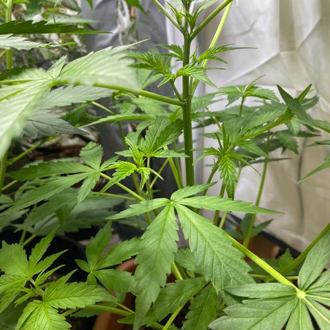 Critical Mass (Advanced Seeds)  growlog photo: Start of flower /preflower
Problem: 1 light burnt out 
Gains: 14:00-20:00 natural Sunlight 
Temps(in Sunlight): ~27-31 C
 Fertilizer change: Plagron Terra Bloom 50% = at 2.5ml/L 