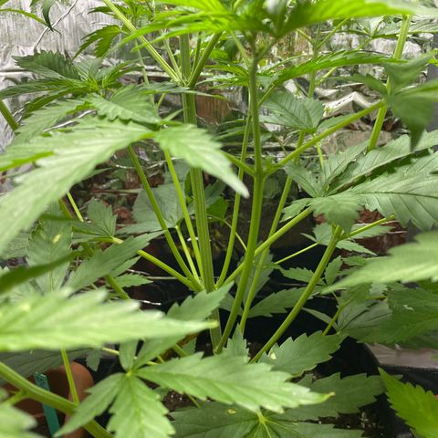 Critical Mass (Advanced Seeds)  growlog photo: Start of flower /preflower
Problem: 1 light burnt out 
Gains: 14:00-20:00 natural Sunlight 
Temps(in Sunlight): ~27-31 C
 Fertilizer change: Plagron Terra Bloom 50% = at 2.5ml/L 