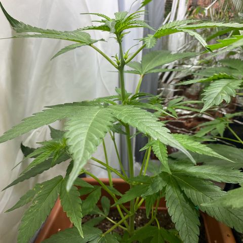 Critical Mass (Advanced Seeds)  growlog photo: Start of flower /preflower
Problem: 1 light burnt out 
Gains: 14:00-20:00 natural Sunlight 
Temps(in Sunlight): ~27-31 C
 Fertilizer change: Plagron Terra Bloom 50% = at 2.5ml/L 