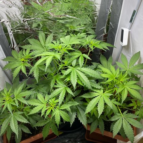 Critical Mass (Advanced Seeds)  growlog photo: Start of flower /preflower
Problem: 1 light burnt out 
Gains: 14:00-20:00 natural Sunlight 
Temps(in Sunlight): ~27-31 C
 Fertilizer change: Plagron Terra Bloom 50% = at 2.5ml/L 