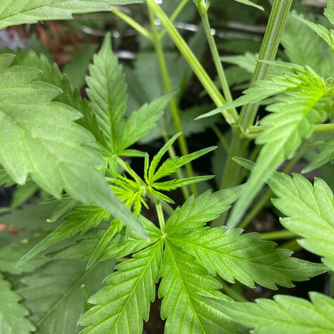 Critical Mass (Advanced Seeds)  growlog photo: Start of flower /preflower
Problem: 1 light burnt out 
Gains: 14:00-20:00 natural Sunlight 
Temps(in Sunlight): ~27-31 C
 Fertilizer change: Plagron Terra Bloom 50% = at 2.5ml/L 