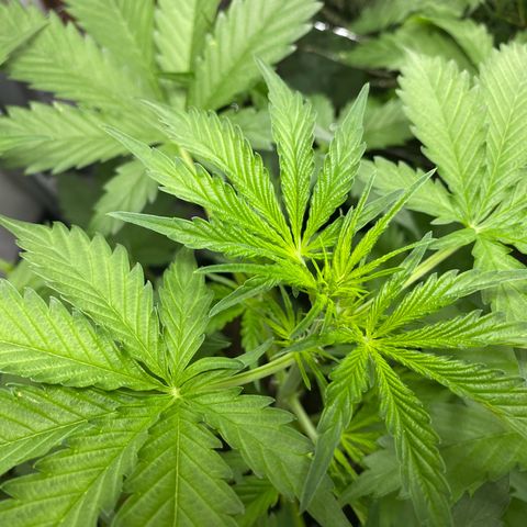 Critical Mass (Advanced Seeds)  growlog photo: Start of flower /preflower
Problem: 1 light burnt out 
Gains: 14:00-20:00 natural Sunlight 
Temps(in Sunlight): ~27-31 C
 Fertilizer change: Plagron Terra Bloom 50% = at 2.5ml/L 