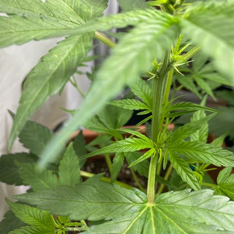 Critical Mass (Advanced Seeds)  growlog photo: Start of flower /preflower
Problem: 1 light burnt out 
Gains: 14:00-20:00 natural Sunlight 
Temps(in Sunlight): ~27-31 C
 Fertilizer change: Plagron Terra Bloom 50% = at 2.5ml/L 