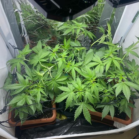 Critical Mass (Advanced Seeds)  growlog photo: Scrog 