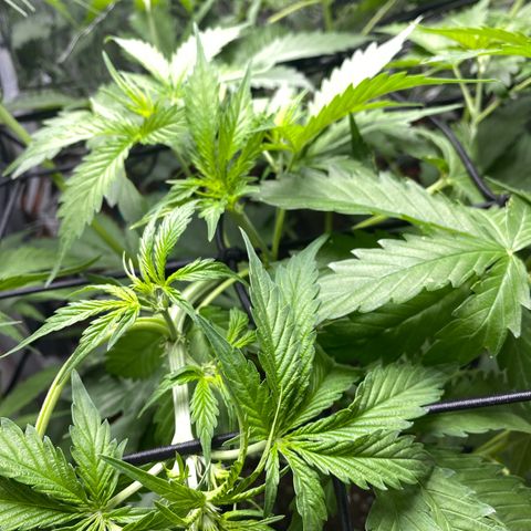 Critical Mass (Advanced Seeds)  growlog timeline photo