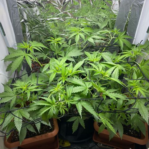 Critical Mass (Advanced Seeds)  growlog timeline photo