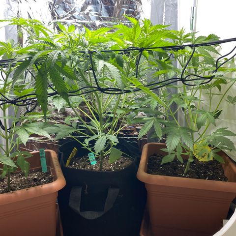 Critical Mass (Advanced Seeds)  growlog timeline photo