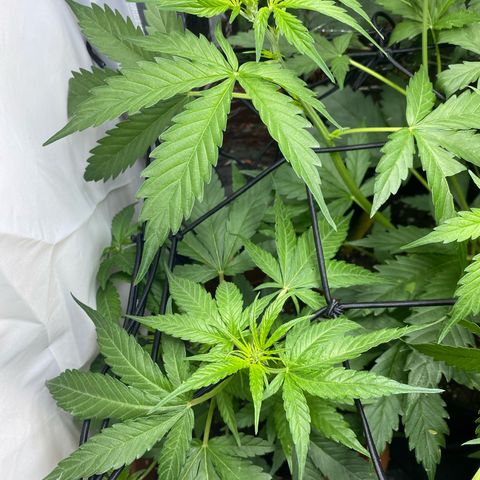 Critical Mass (Advanced Seeds)  growlog timeline photo