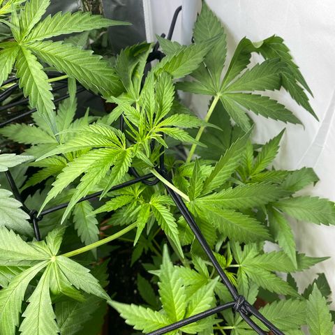 Critical Mass (Advanced Seeds)  growlog timeline photo