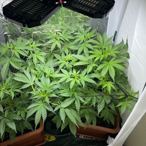 Critical Mass (Advanced Seeds)  growlog timeline photo