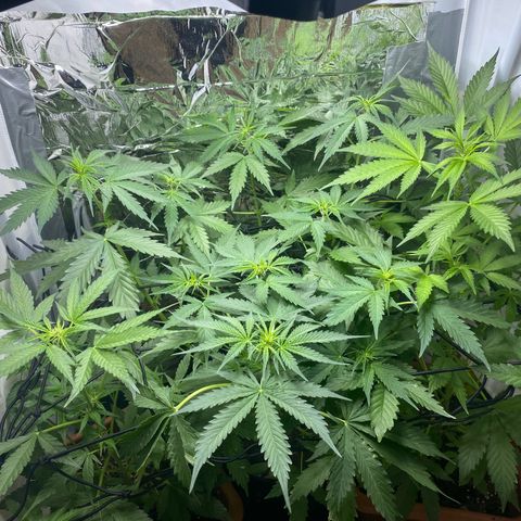Critical Mass (Advanced Seeds)  growlog photo: Defoliating 