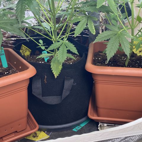 Critical Mass (Advanced Seeds)  growlog photo: Defoliating 