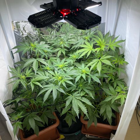 Critical Mass (Advanced Seeds)  growlog photo: Defoliating 