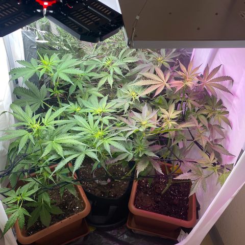 Critical Mass (Advanced Seeds)  growlog photo: Defoliating 