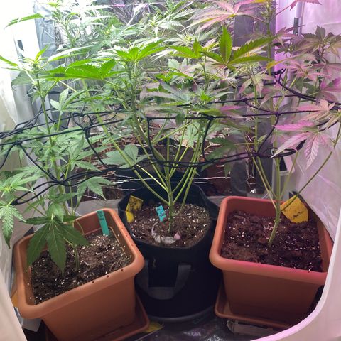 Critical Mass (Advanced Seeds)  growlog photo: Defoliating 