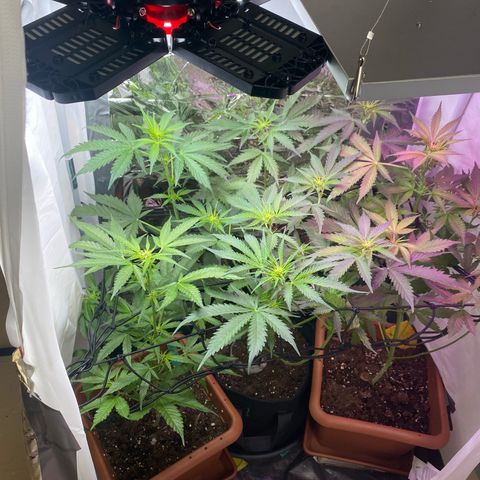 Critical Mass (Advanced Seeds)  growlog timeline photo