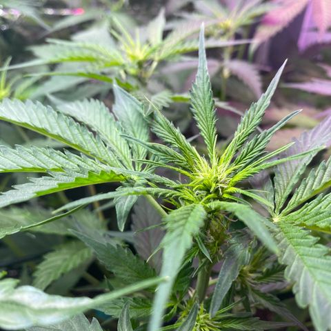 Critical Mass (Advanced Seeds)  growlog timeline photo