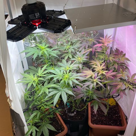 Critical Mass (Advanced Seeds)  growlog timeline photo