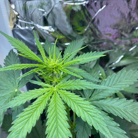 Critical Mass (Advanced Seeds)  growlog timeline photo