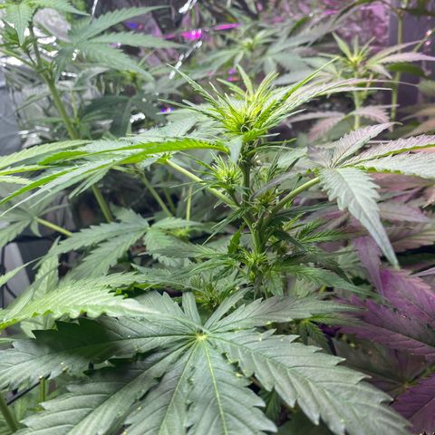 Critical Mass (Advanced Seeds)  growlog timeline photo