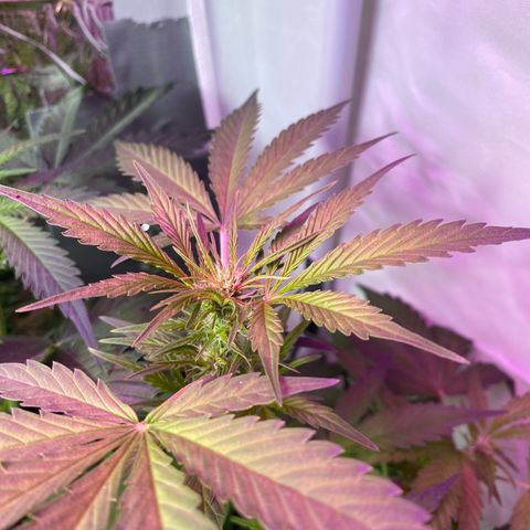 Critical Mass (Advanced Seeds)  growlog timeline photo