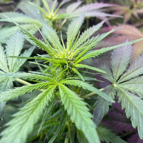 Critical Mass (Advanced Seeds)  growlog timeline photo