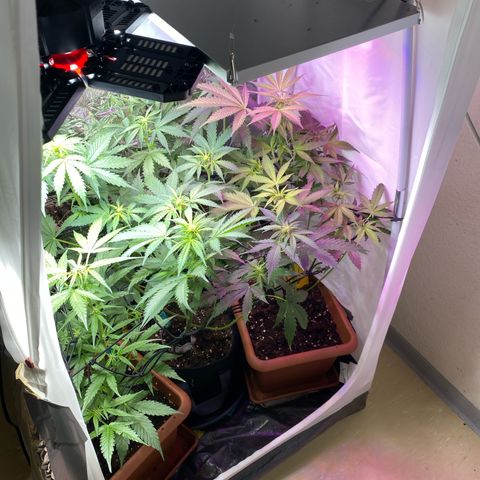 Critical Mass (Advanced Seeds)  growlog timeline photo