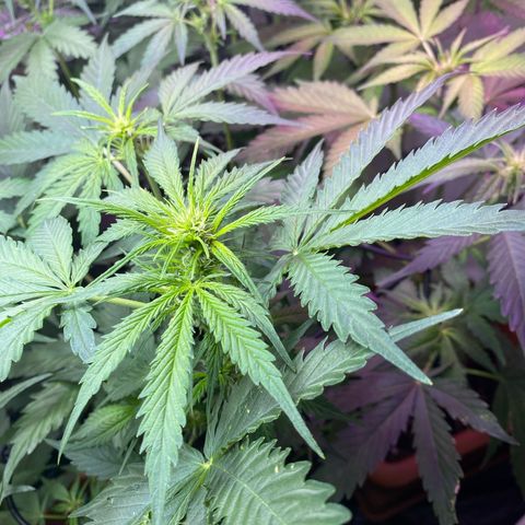 Critical Mass (Advanced Seeds)  growlog timeline photo