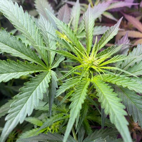 Critical Mass (Advanced Seeds)  growlog timeline photo